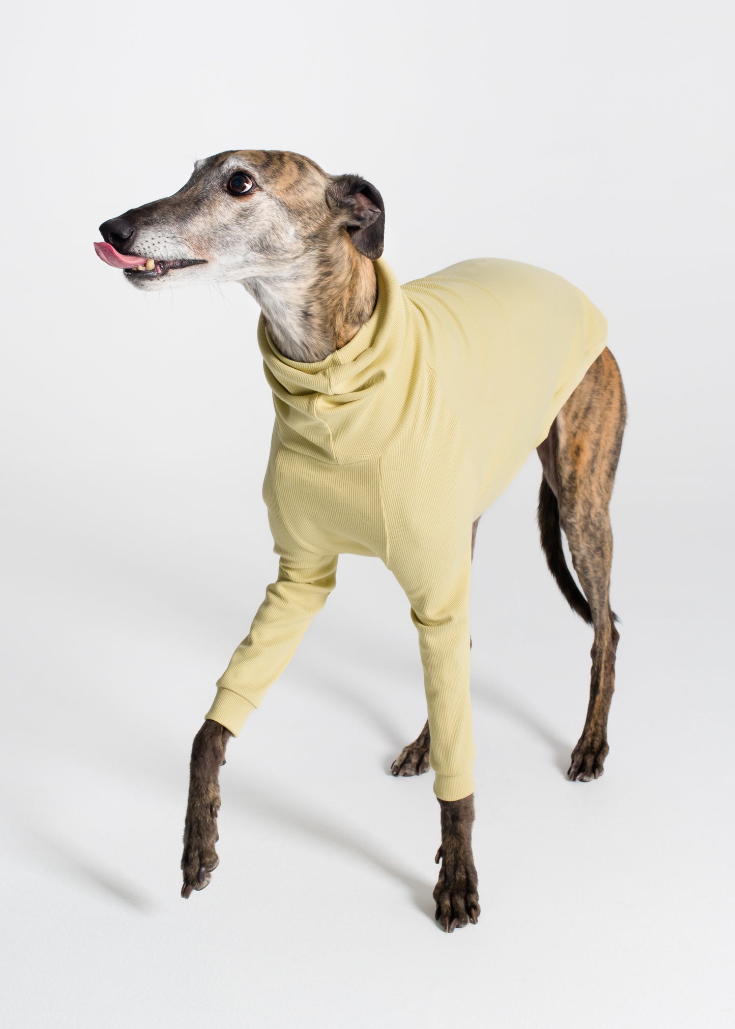 Greyhound Rib Jumper - Buttercup