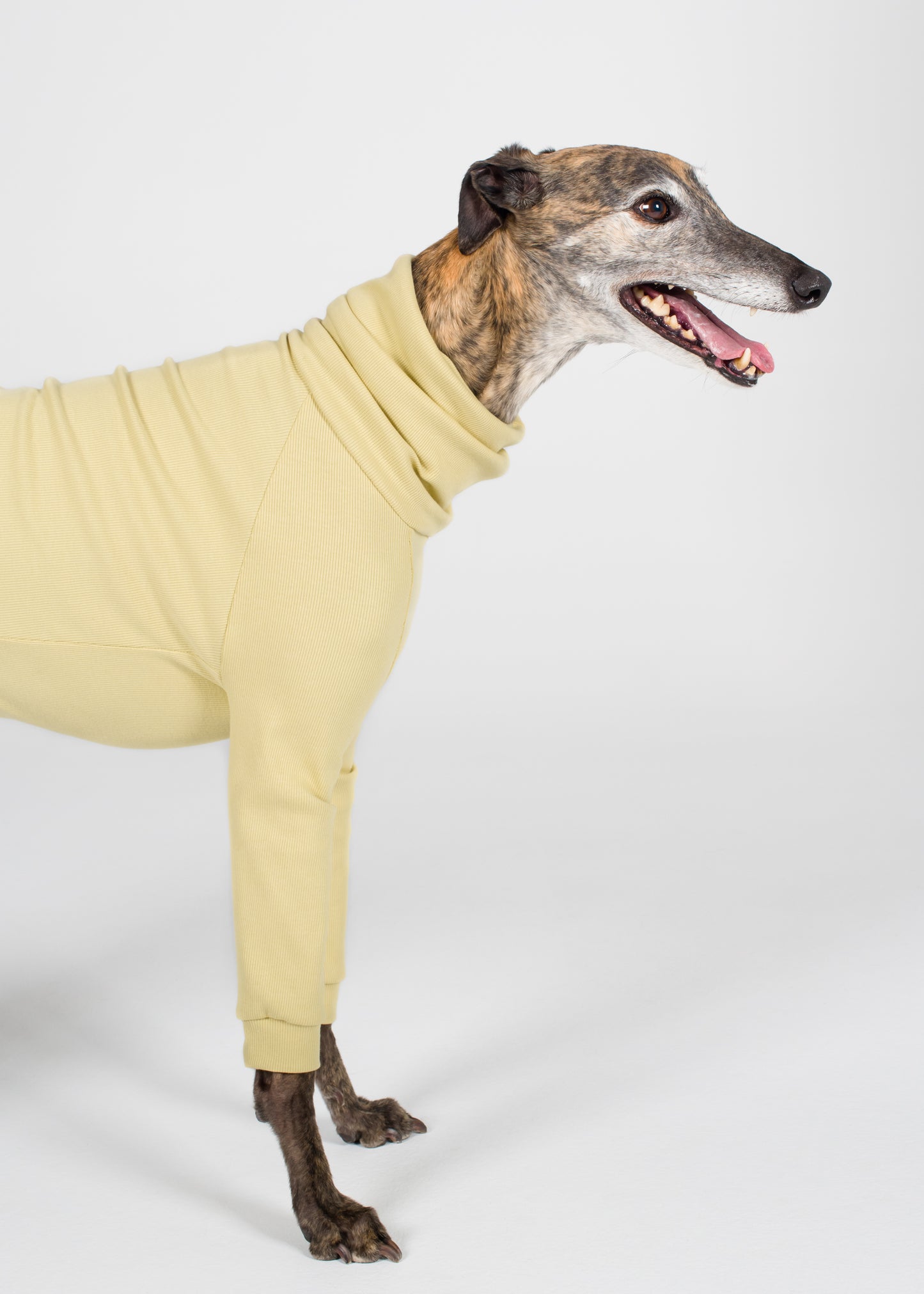 Greyhound Rib Jumper - Buttercup