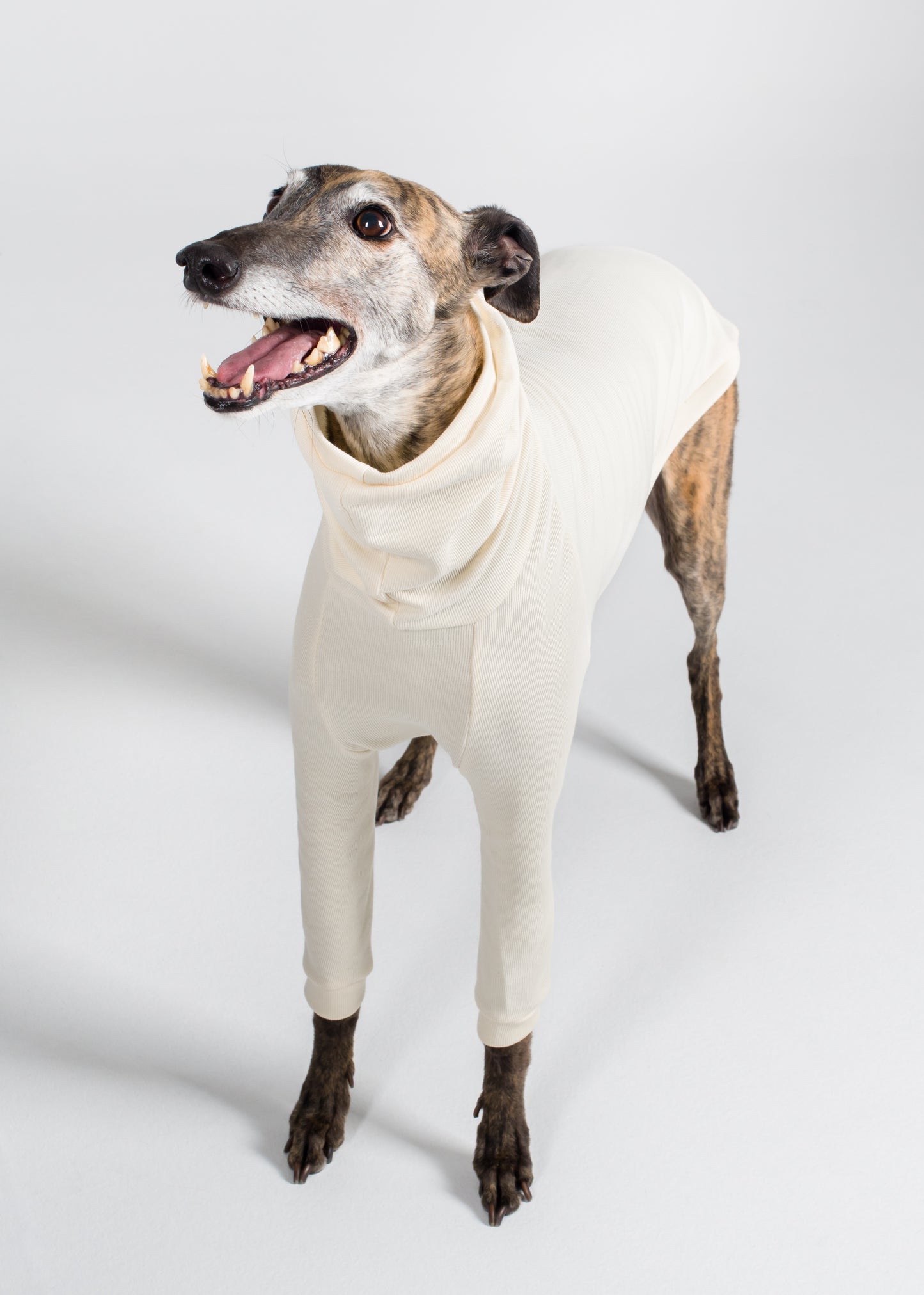 Greyhound Rib Jumper - Ivory