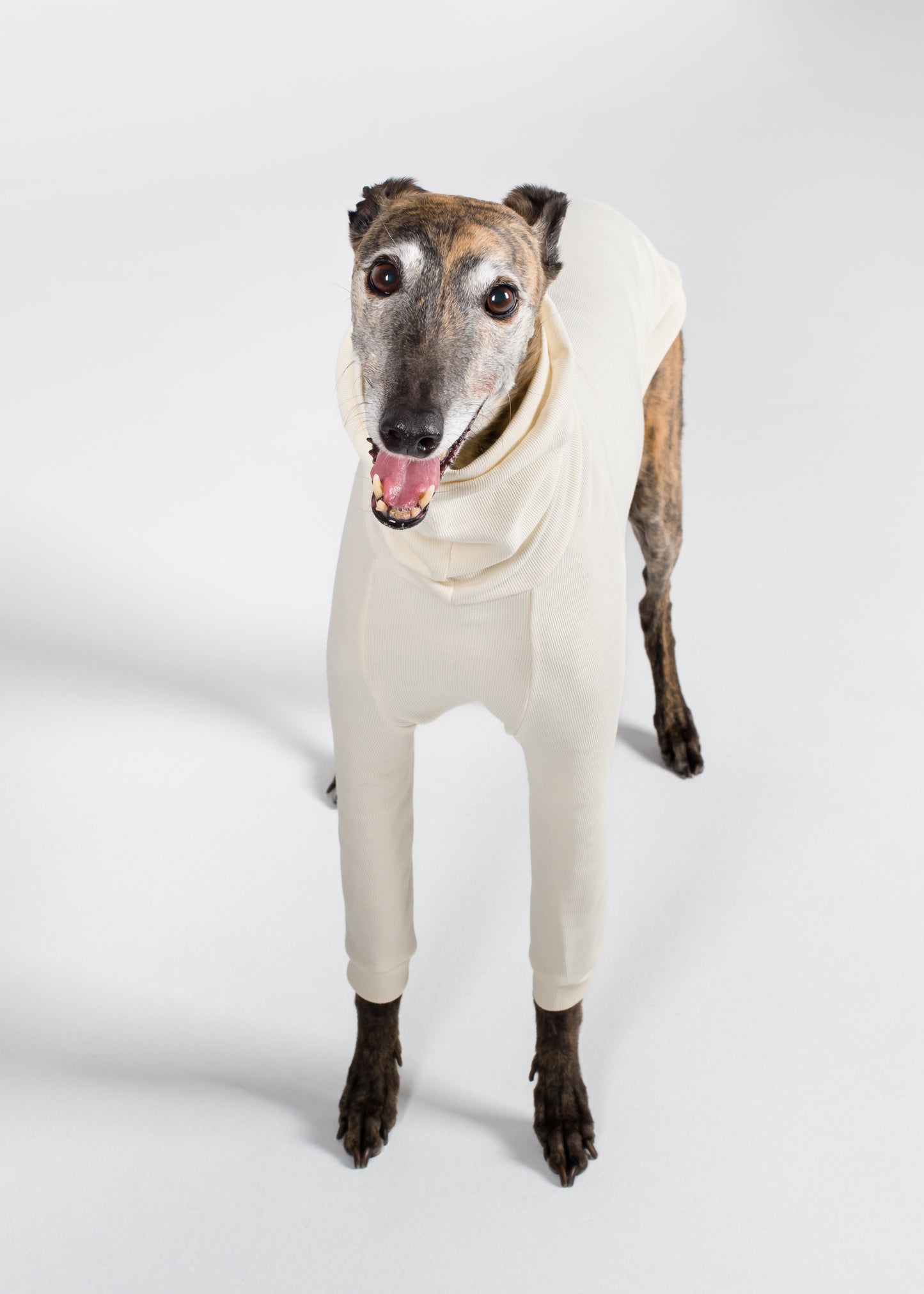 Greyhound Rib Jumper - Ivory