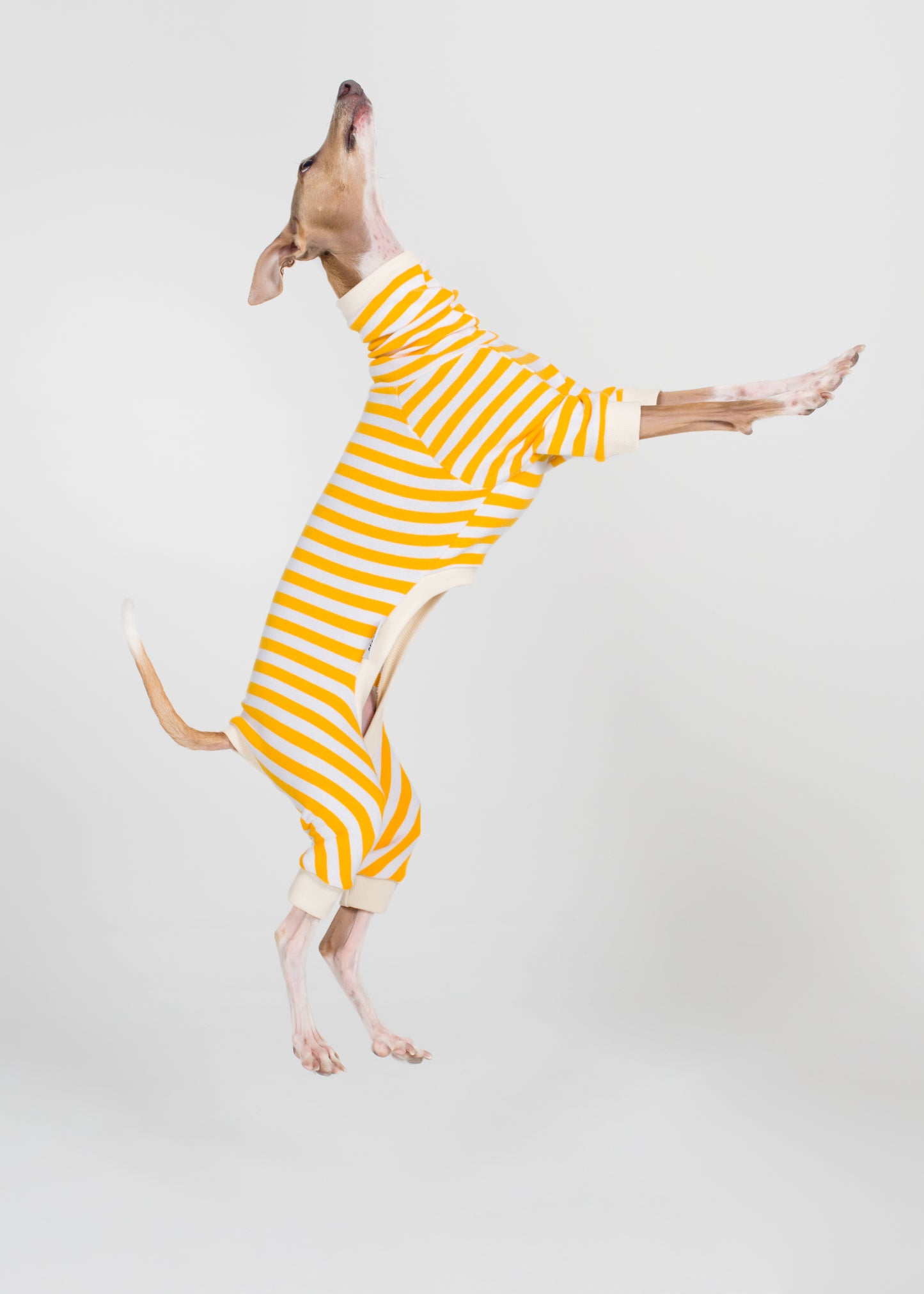 Italian Greyhound Pyjama Full Suit - Banana