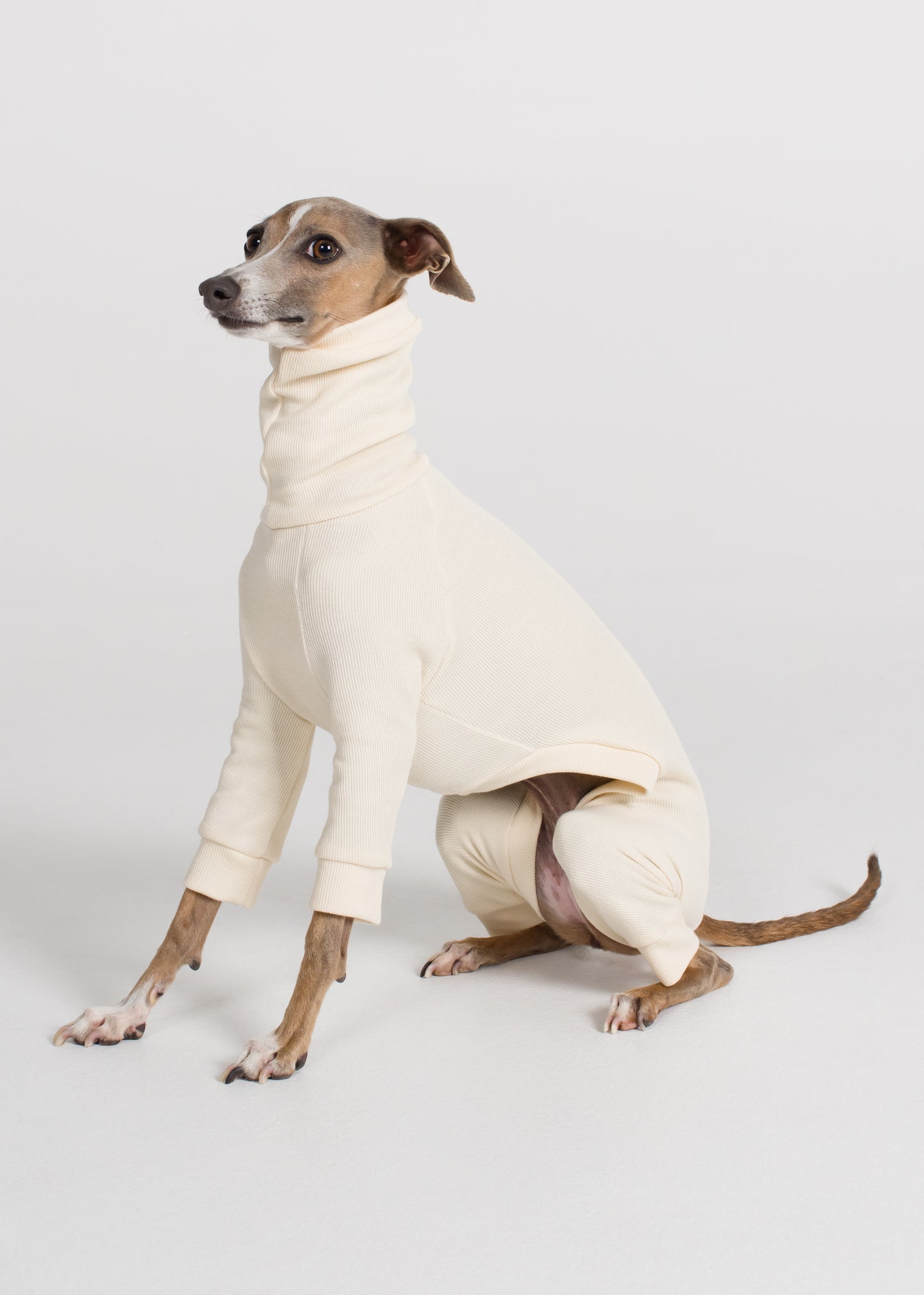 Italian Greyhound Rib Full Suit - Ivory