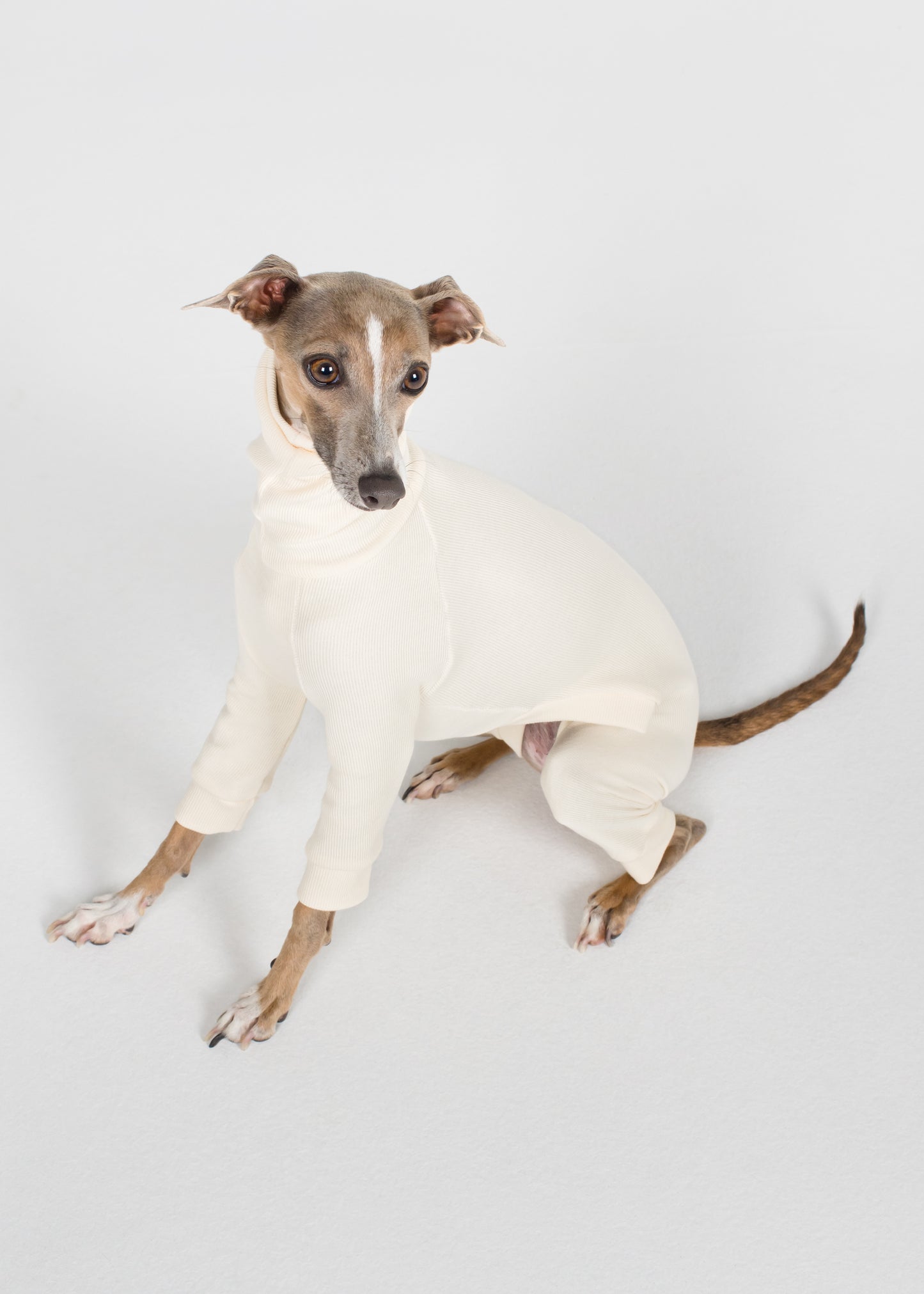 Italian Greyhound Rib Full Suit - Ivory