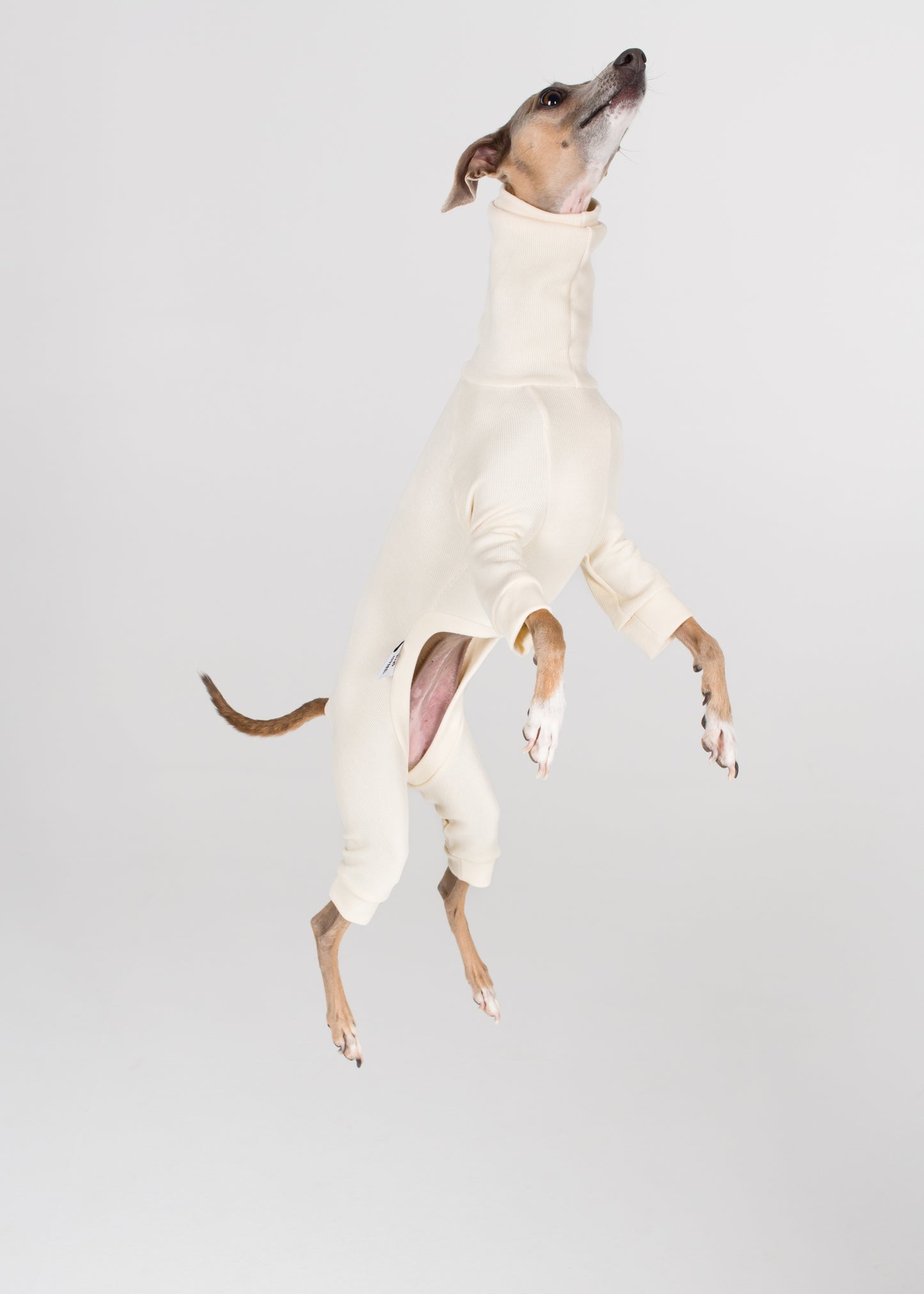 Italian Greyhound Rib Full Suit - Ivory