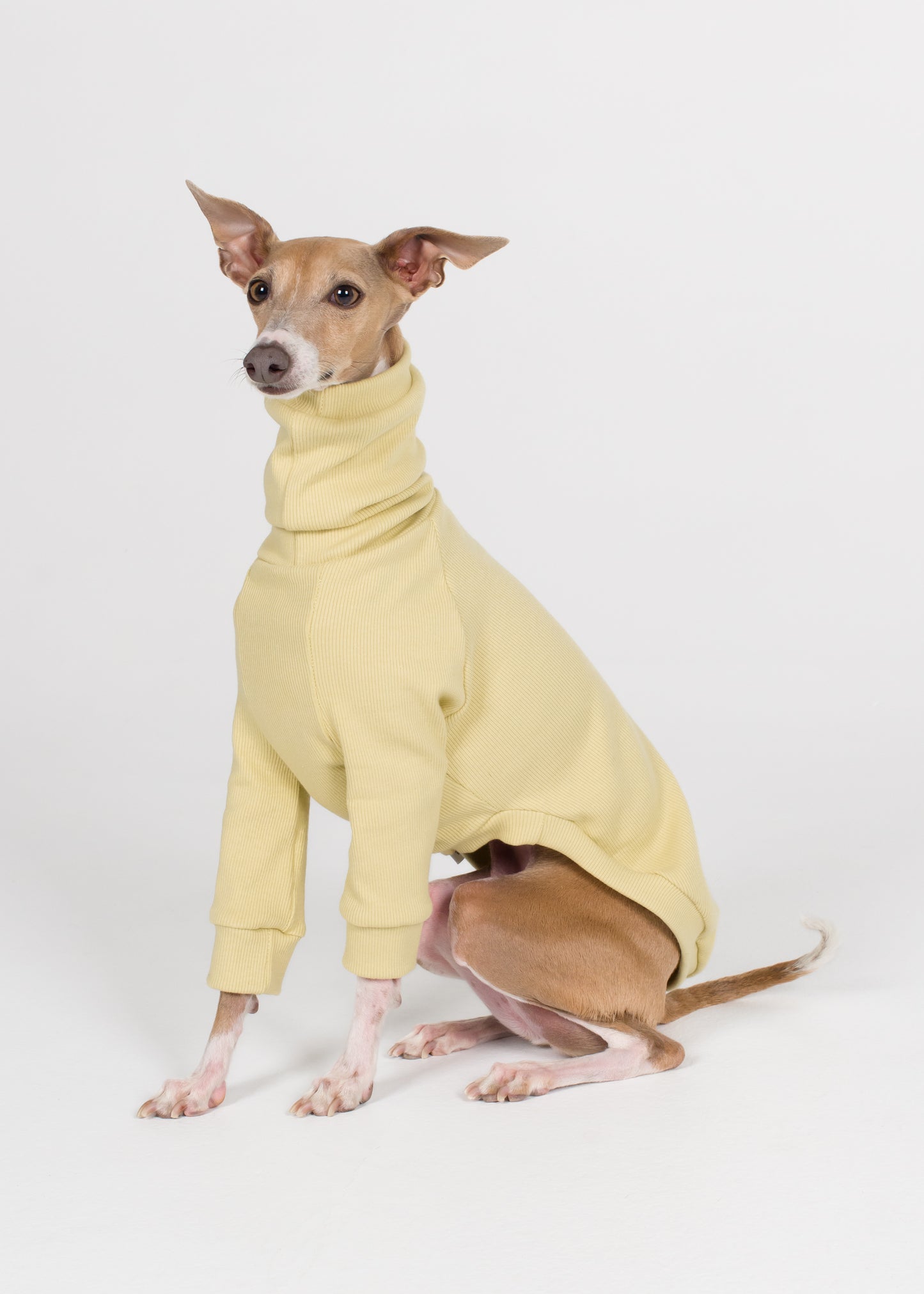 Italian Greyhound Rib Jumper - Buttercup