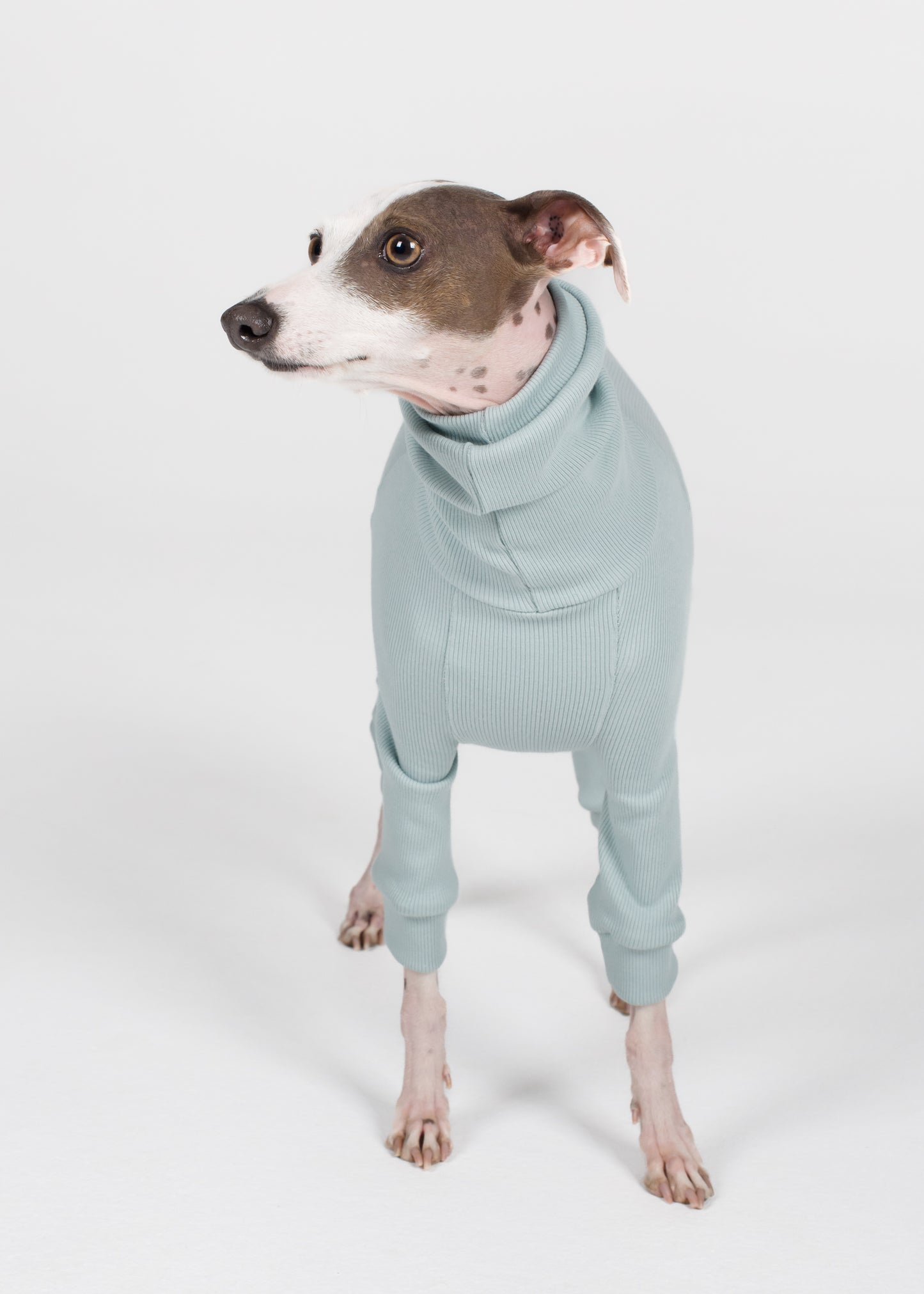 Italian Greyhound Rib Full Suit - Sky