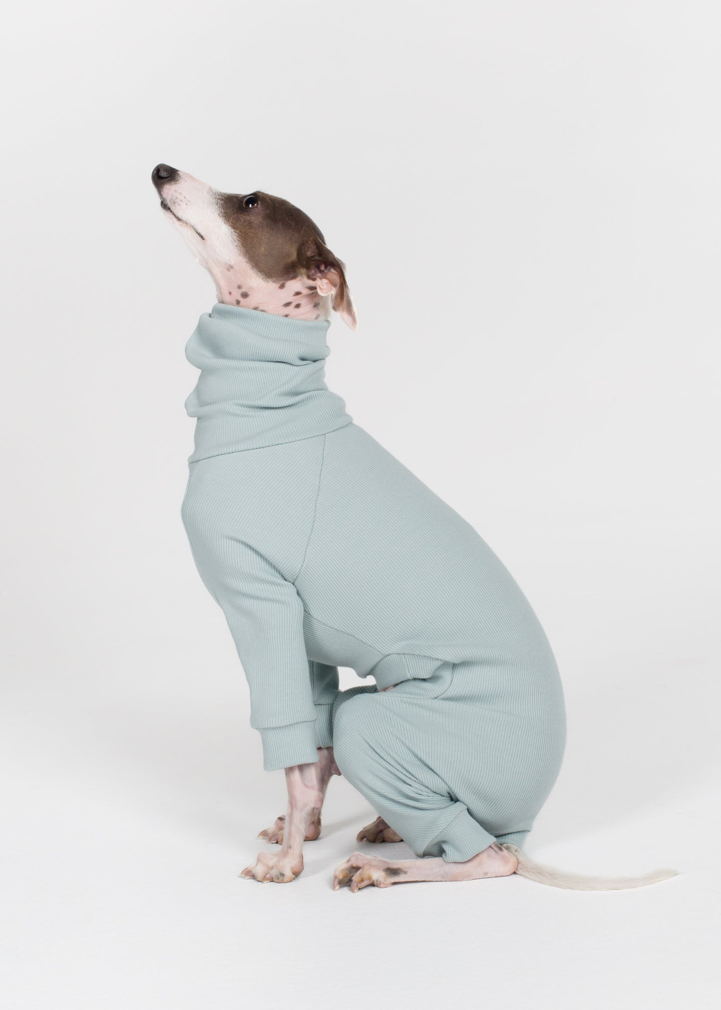 Italian Greyhound Rib Full Suit - Sky