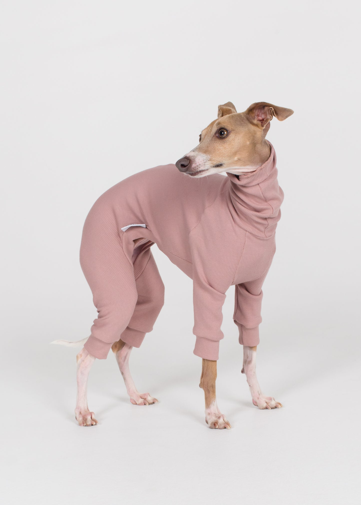 Italian Greyhound Rib Full Suit - Orchid