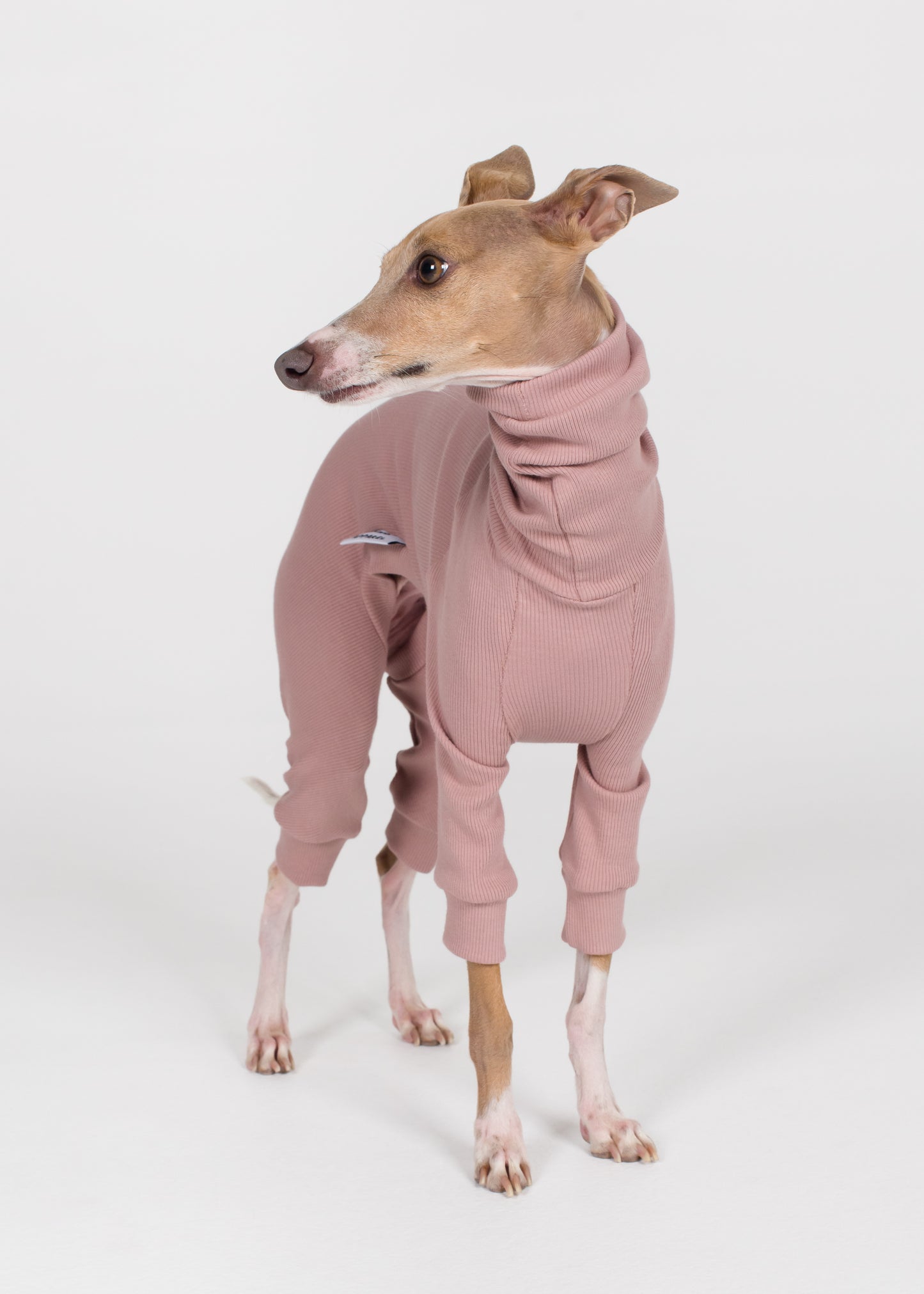 Italian Greyhound Rib Full Suit - Orchid