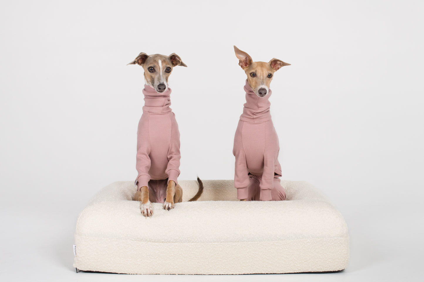 Italian Greyhound Rib Full Suit - Orchid