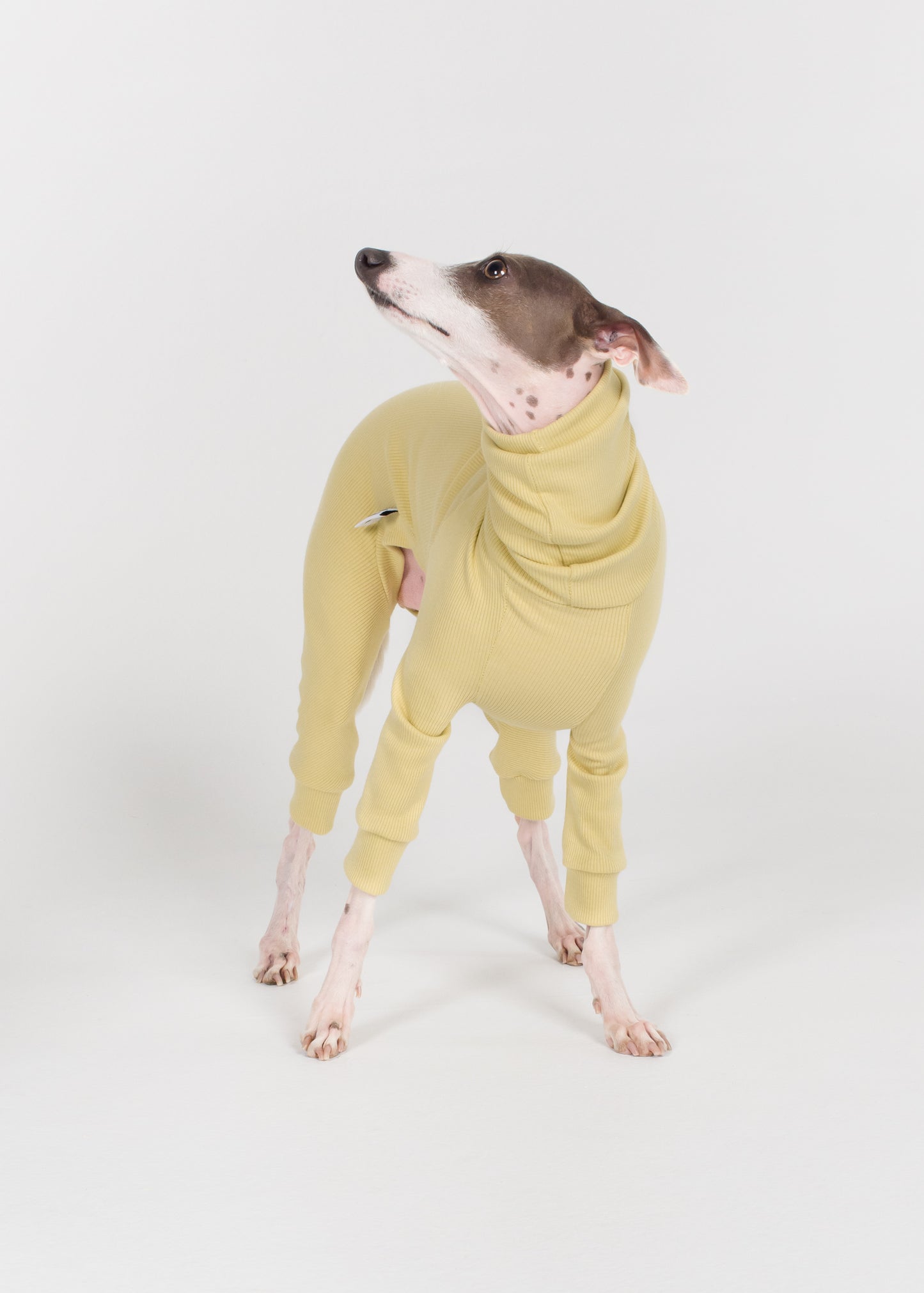 Italian Greyhound Rib Full Suit - Buttercup