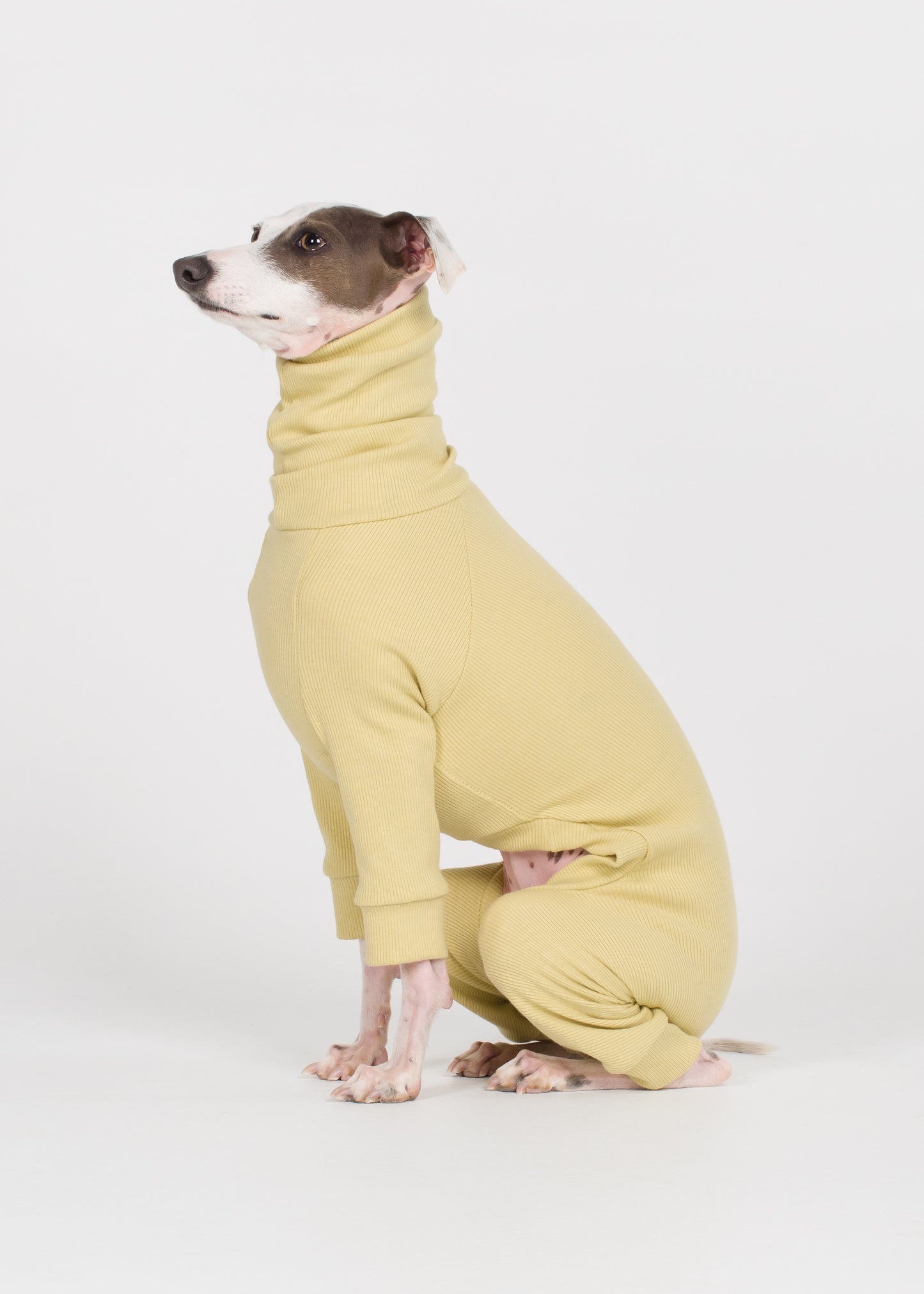 Italian Greyhound Rib Full Suit - Buttercup