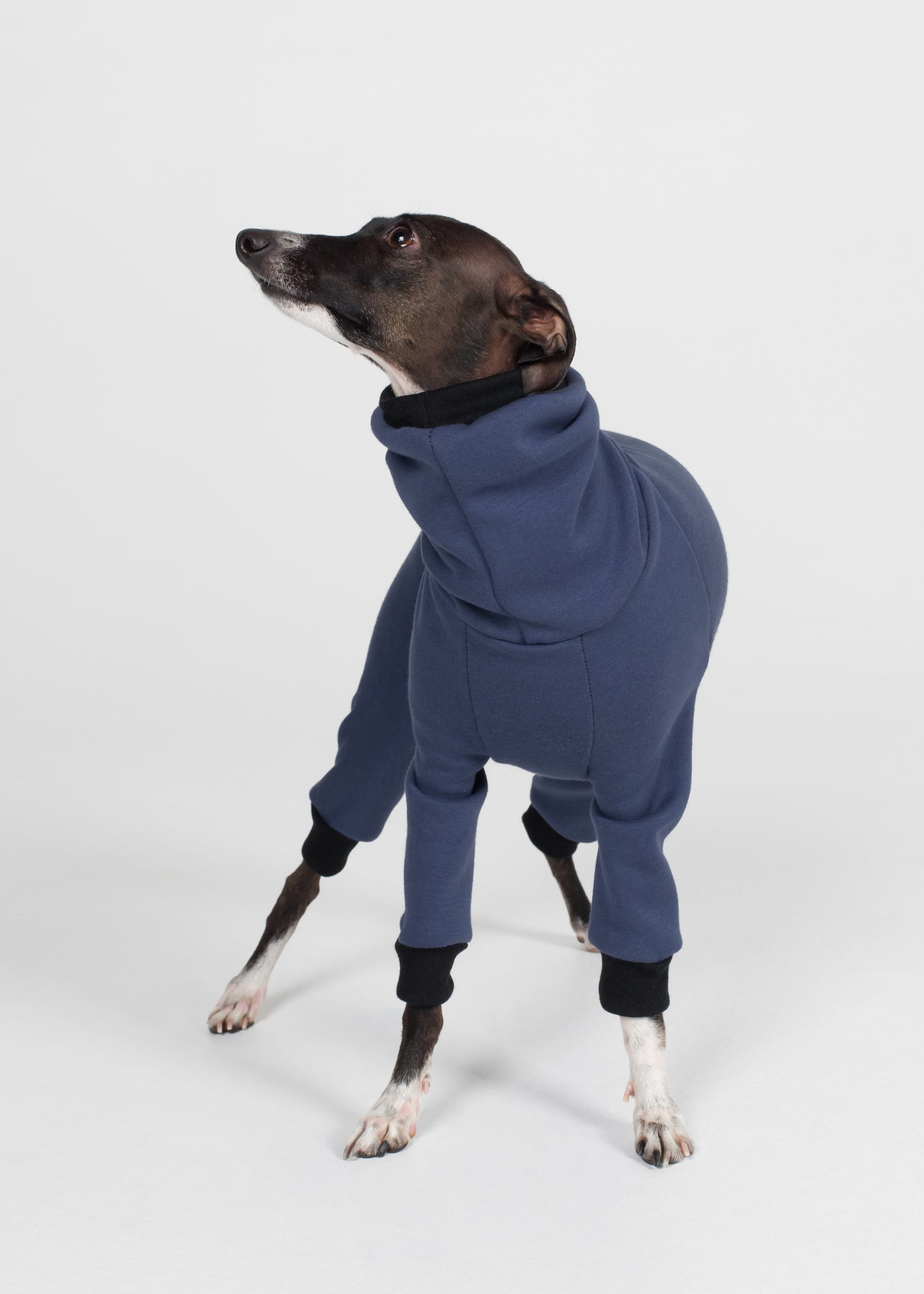 Italian Greyhound Winter Full Suit - Jeans