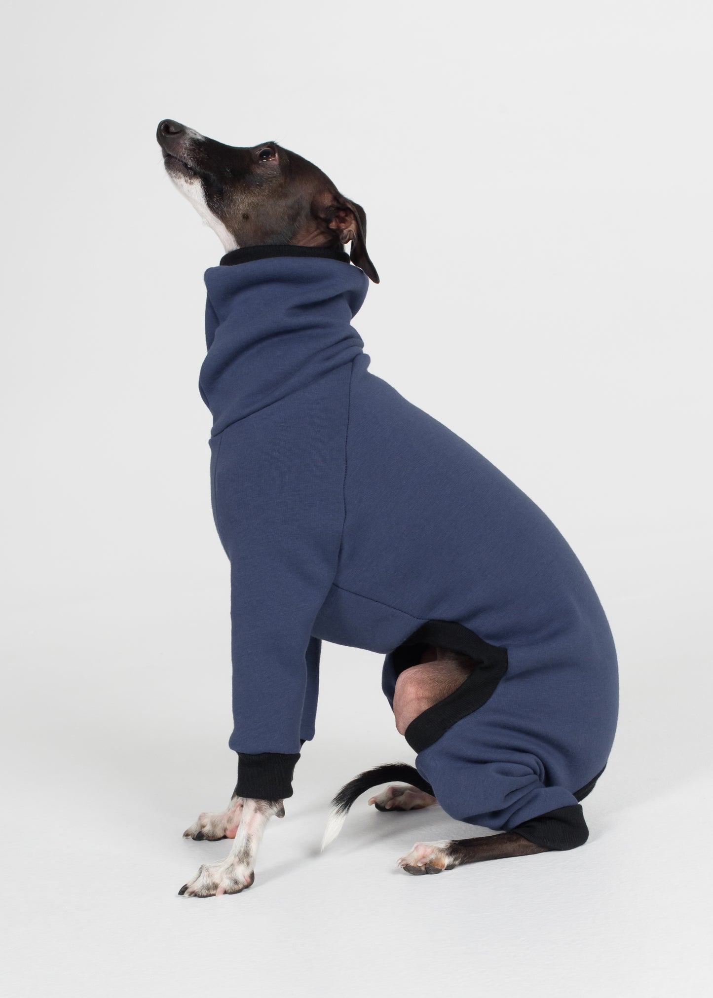 Italian Greyhound Winter Full Suit - Jeans