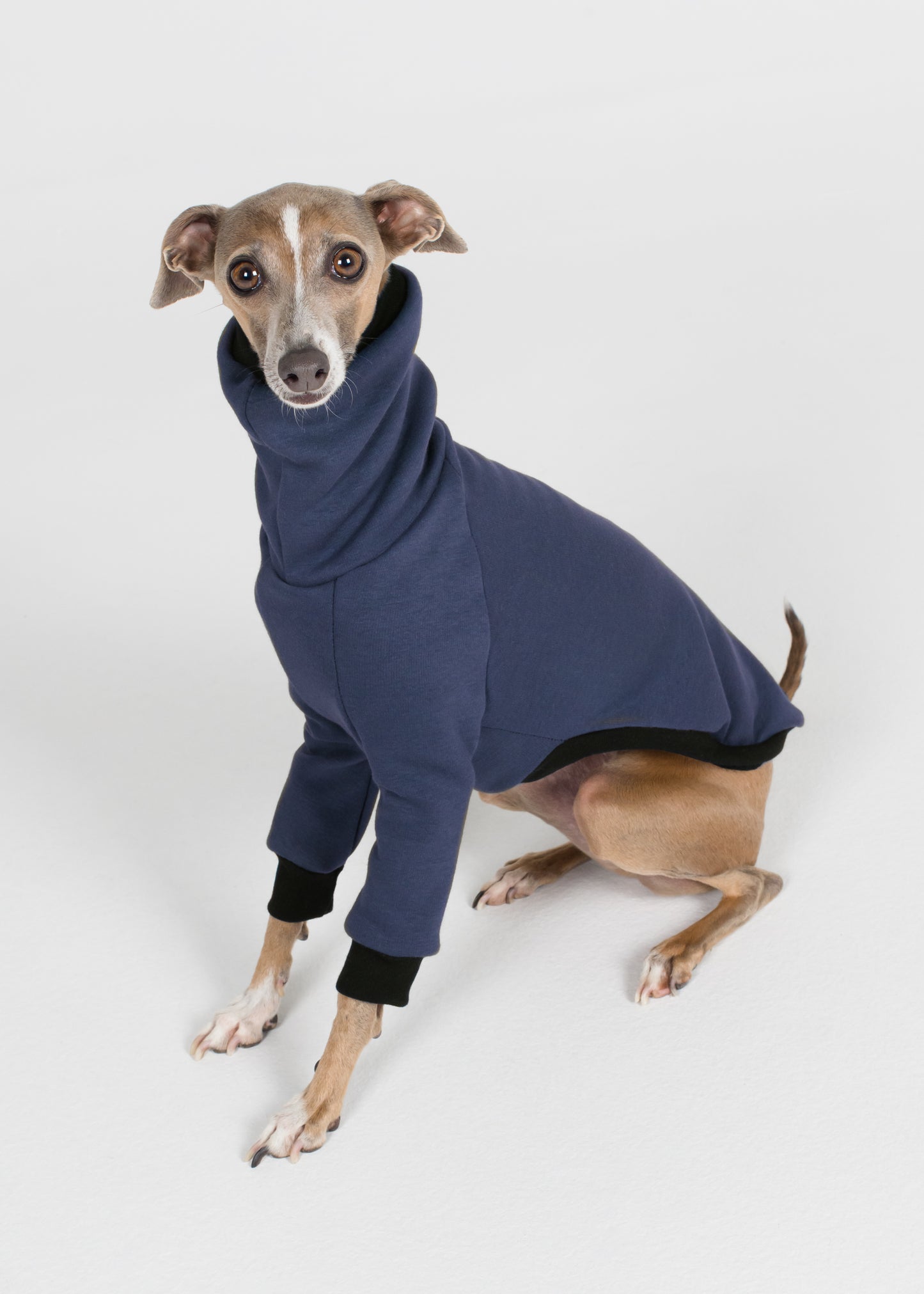 Italian Greyhound Winter Jumper - Jeans