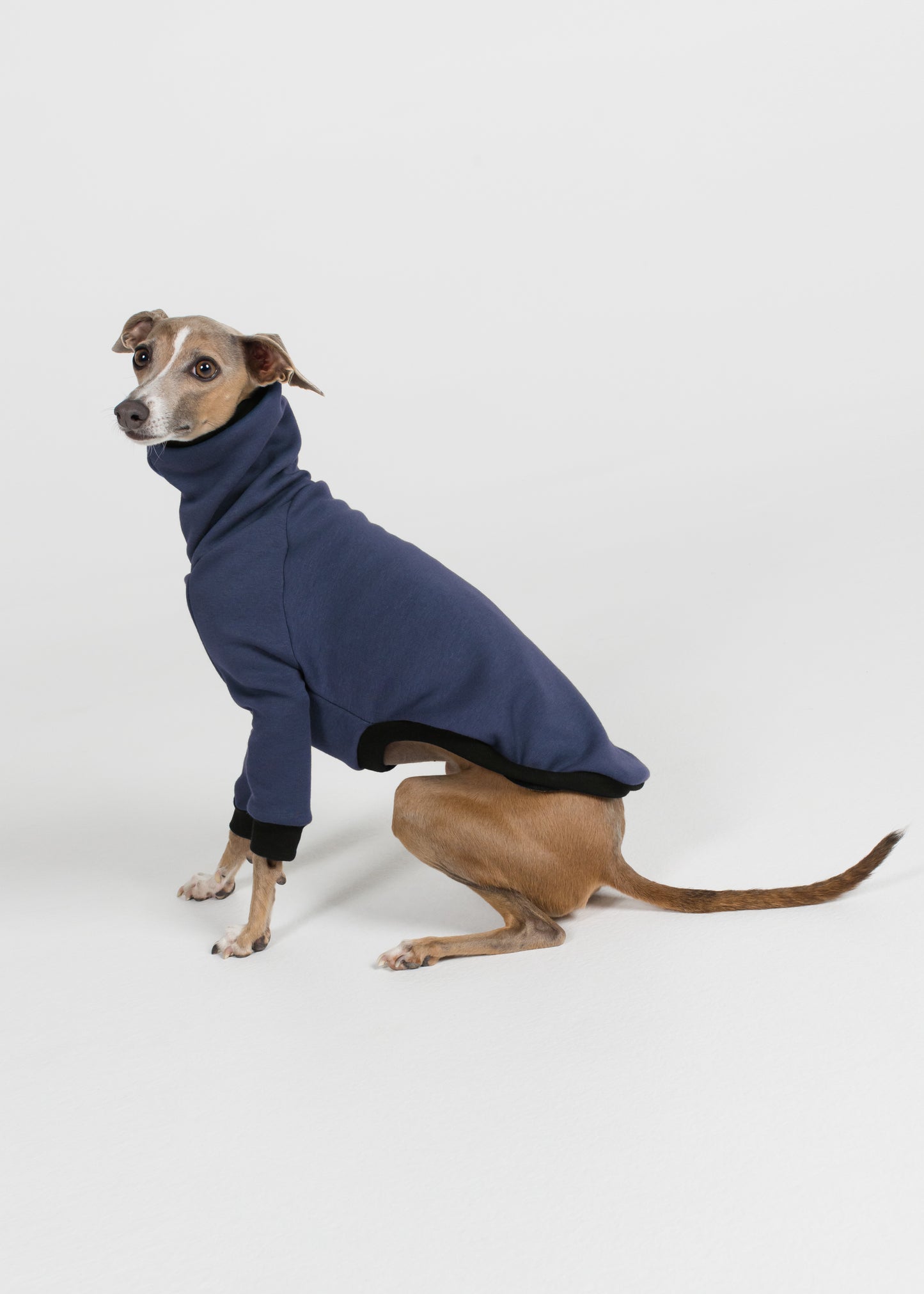 Italian Greyhound Winter Jumper - Jeans