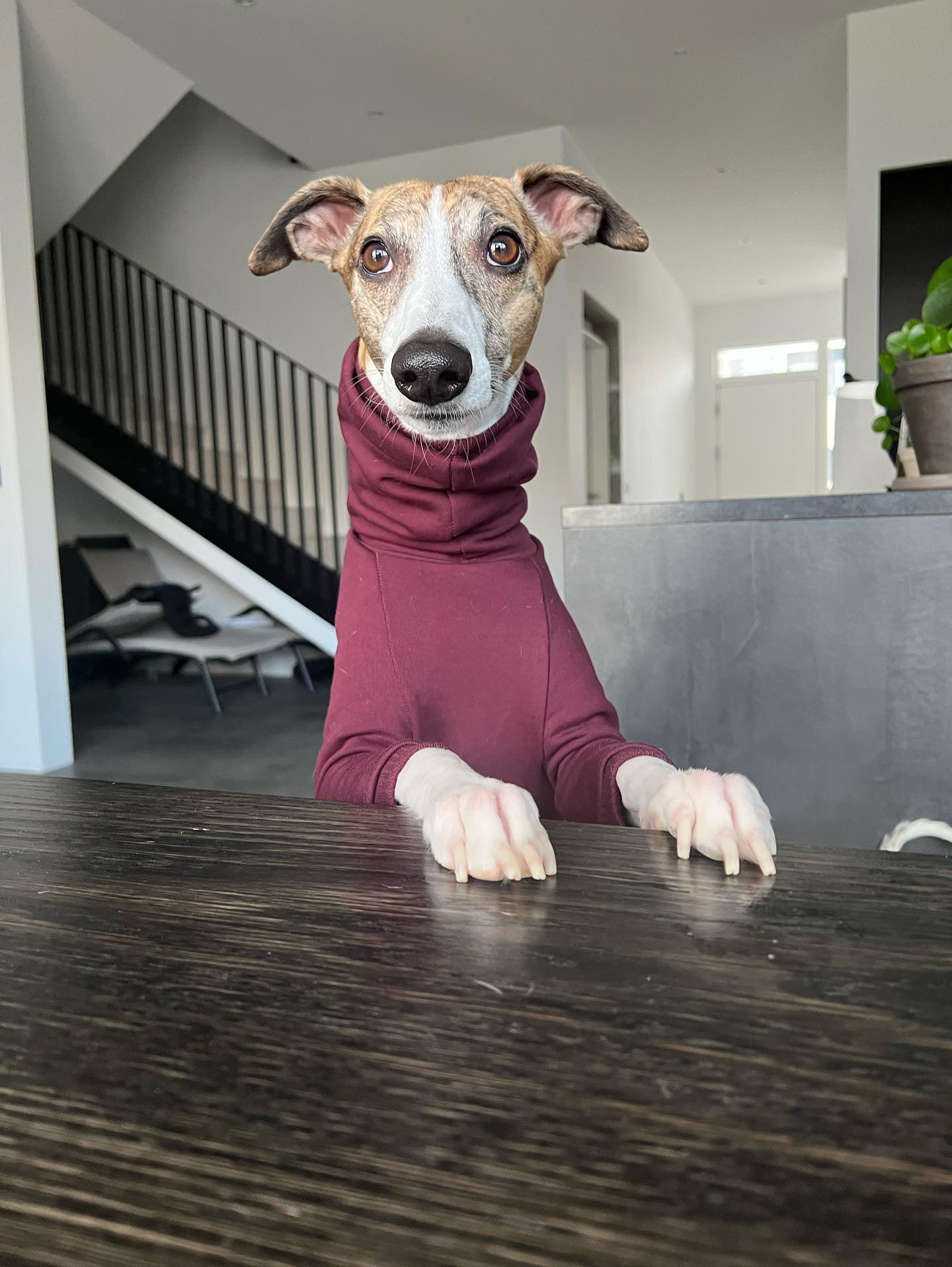 Whippet Thick Cotton Jumper Wine