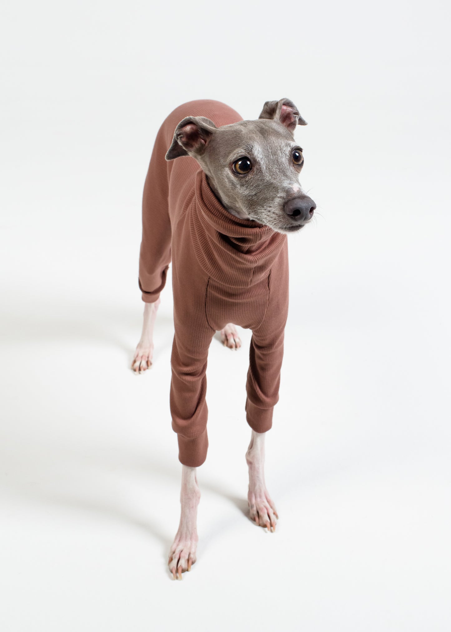 Italian Greyhound Rib Full Suit | Raisin – Hund Apparel