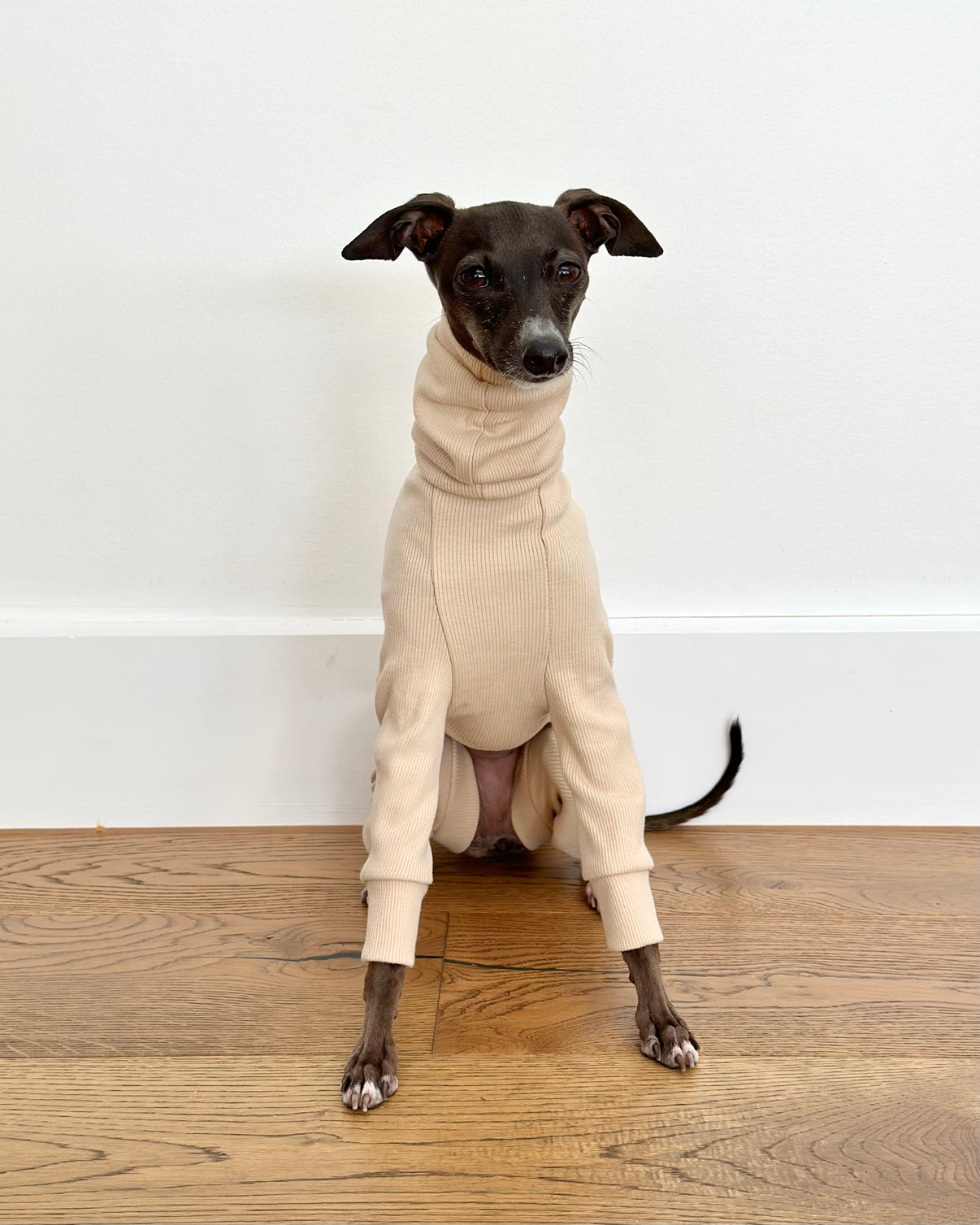 Italian Greyhound Rib Full Suit | Sand – Hund Apparel