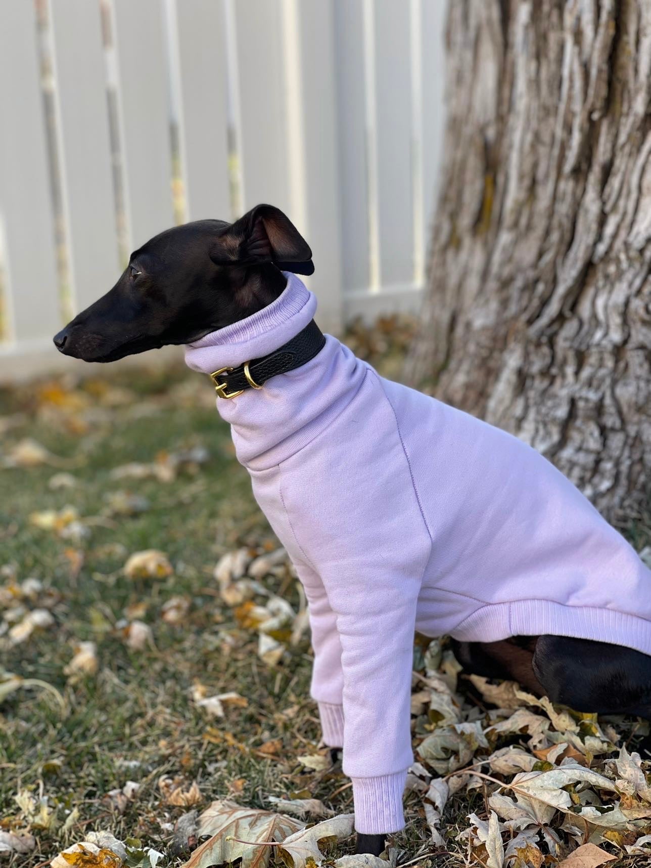 Italian discount greyhound jumper